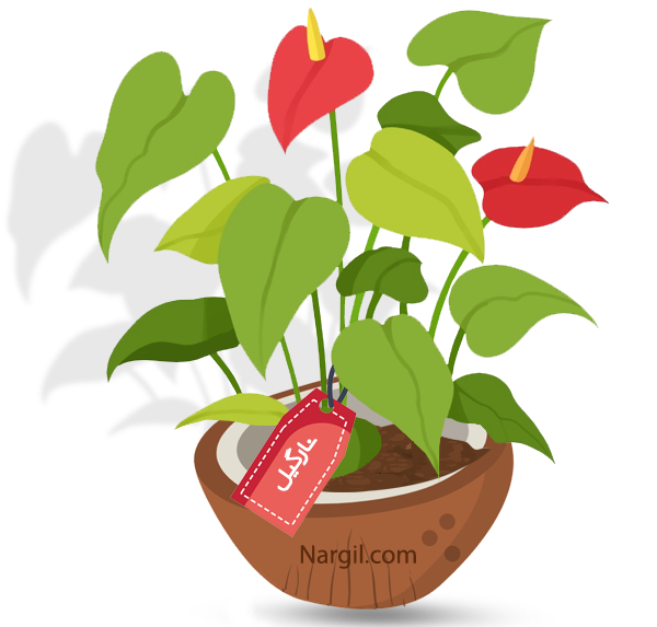  Nargil - Flamingo Flower